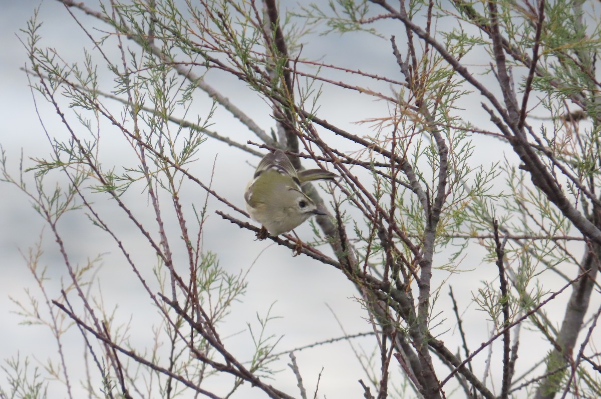 Goldcrest - ML646641763