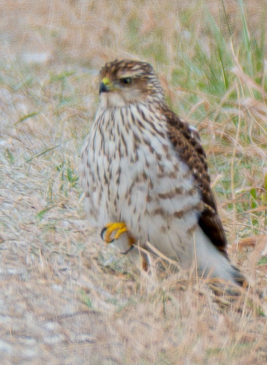 Cooper's Hawk - ML646641764