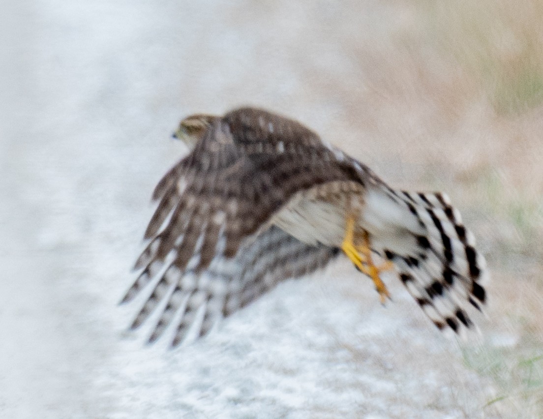 Cooper's Hawk - ML646641765
