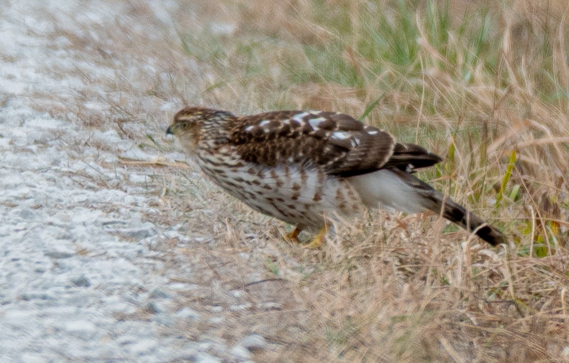 Cooper's Hawk - ML646641766