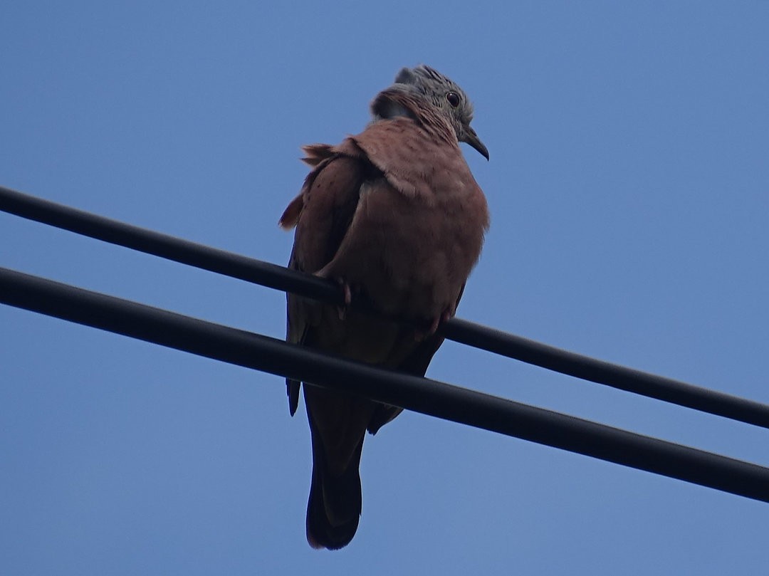 Ruddy Ground Dove - ML646641767