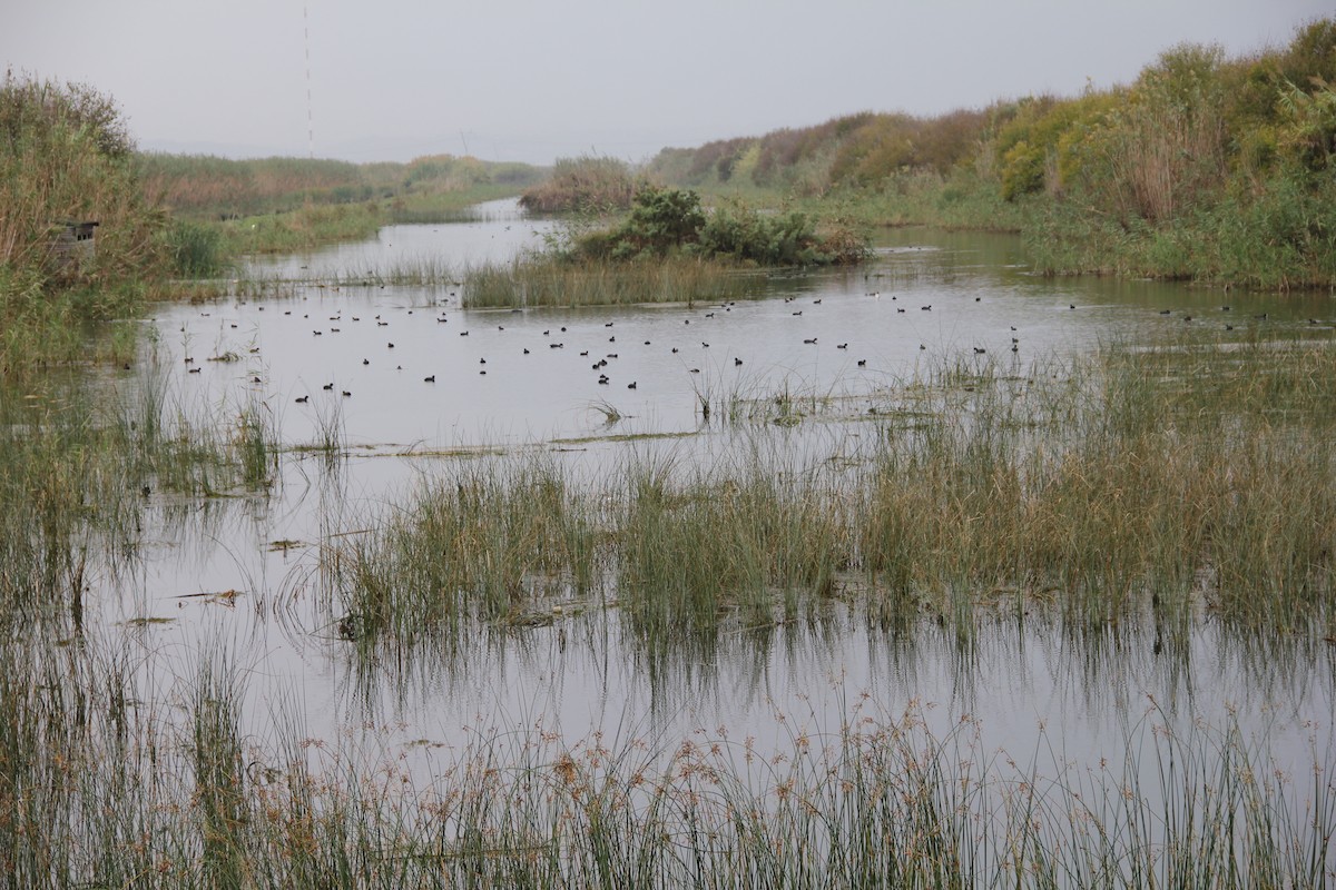 Eurasian Coot - ML646641769