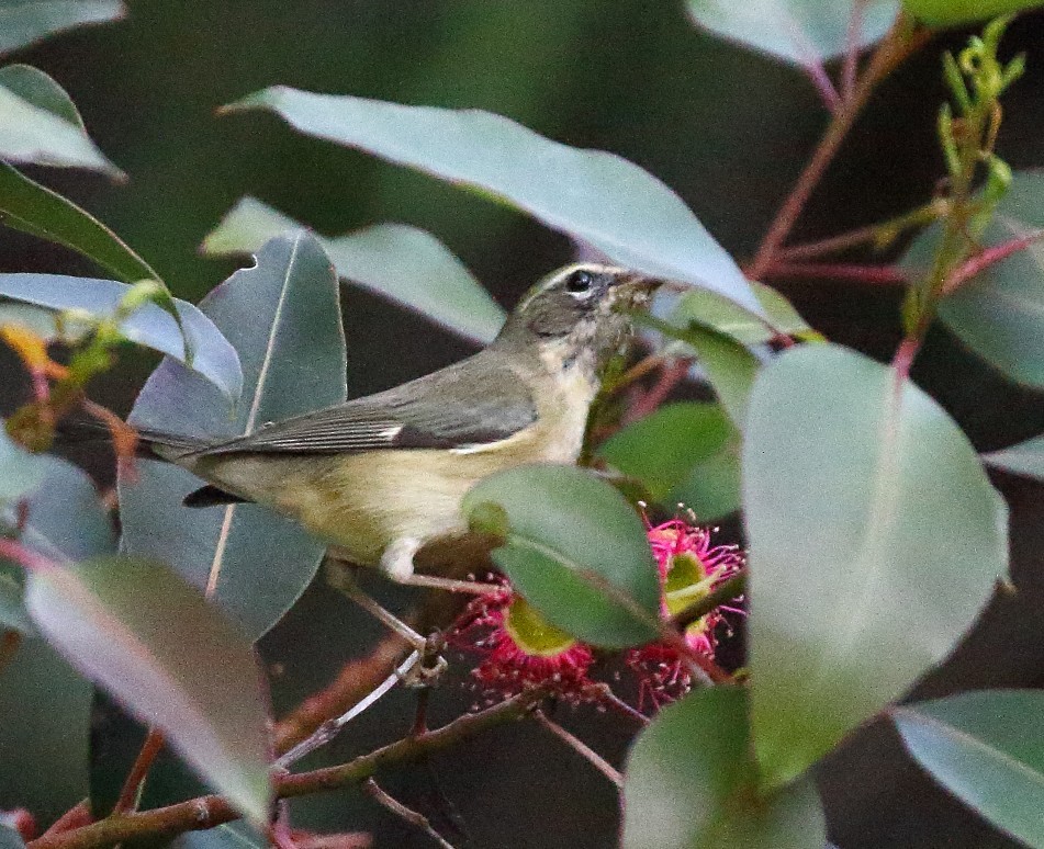 Black-throated Blue Warbler - ML646641777