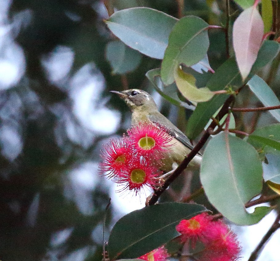 Black-throated Blue Warbler - ML646641778