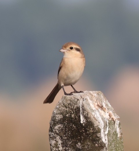 Isabellwürger - ML646641779