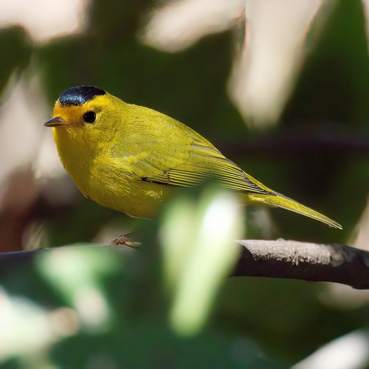 Wilson's Warbler - ML646641783