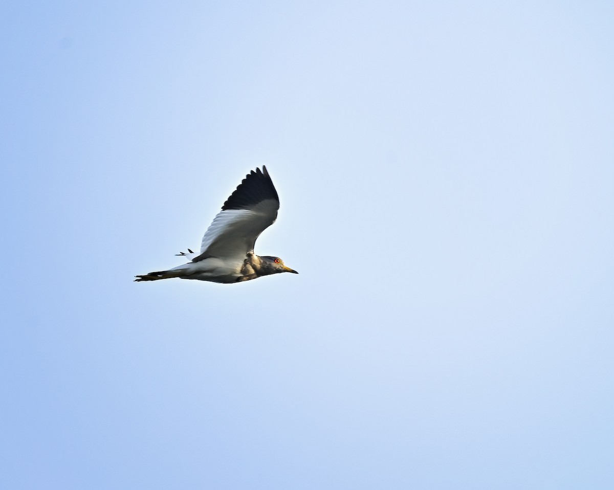 Hegabera burugrisa - ML646641784