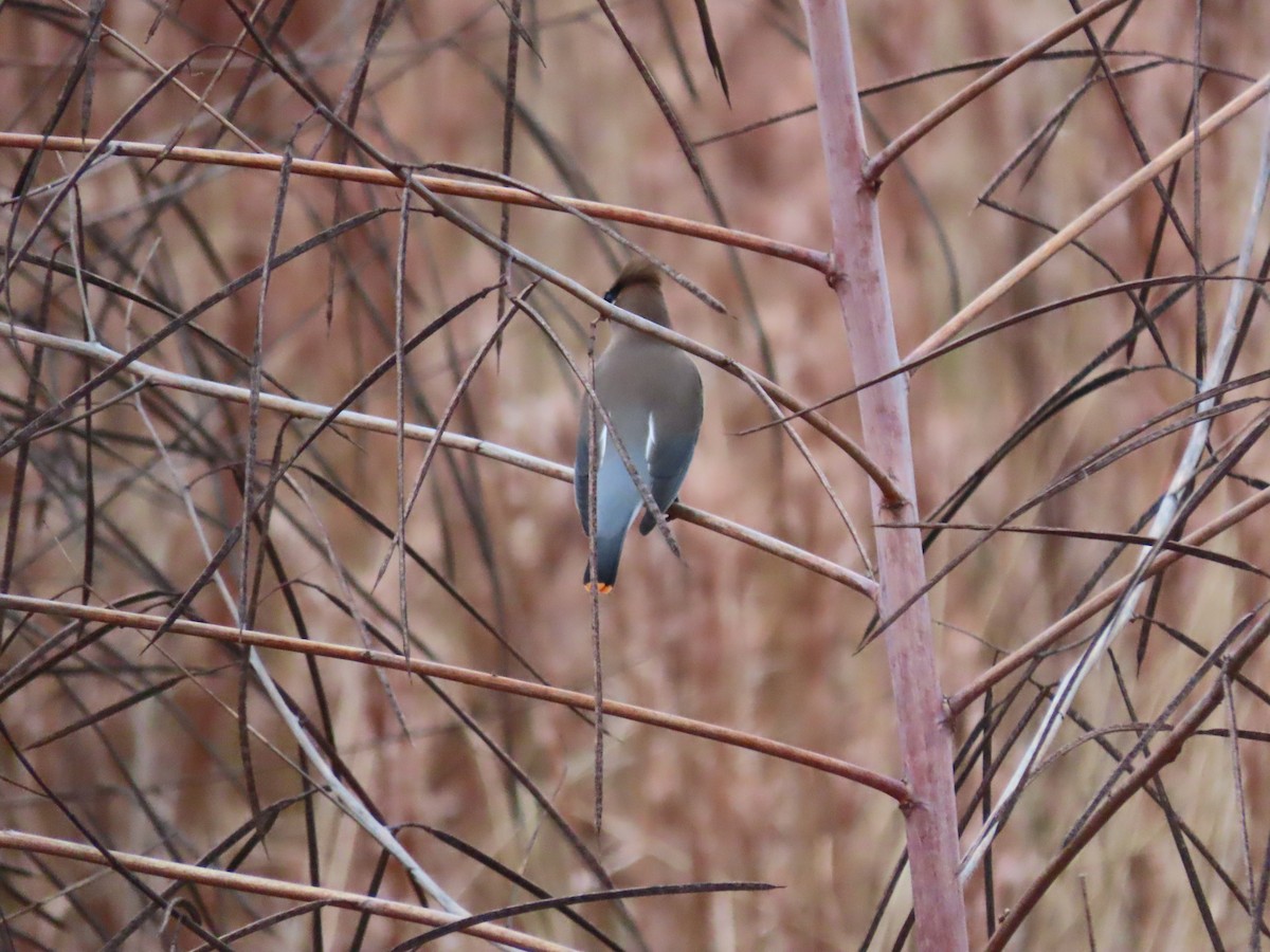 Cedar Waxwing - ML646641785