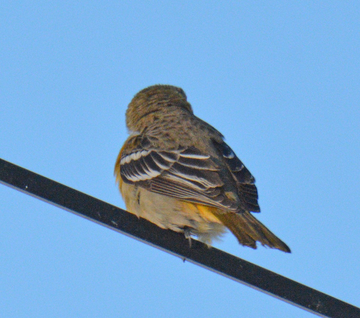 Baltimore Oriole - ML646641790