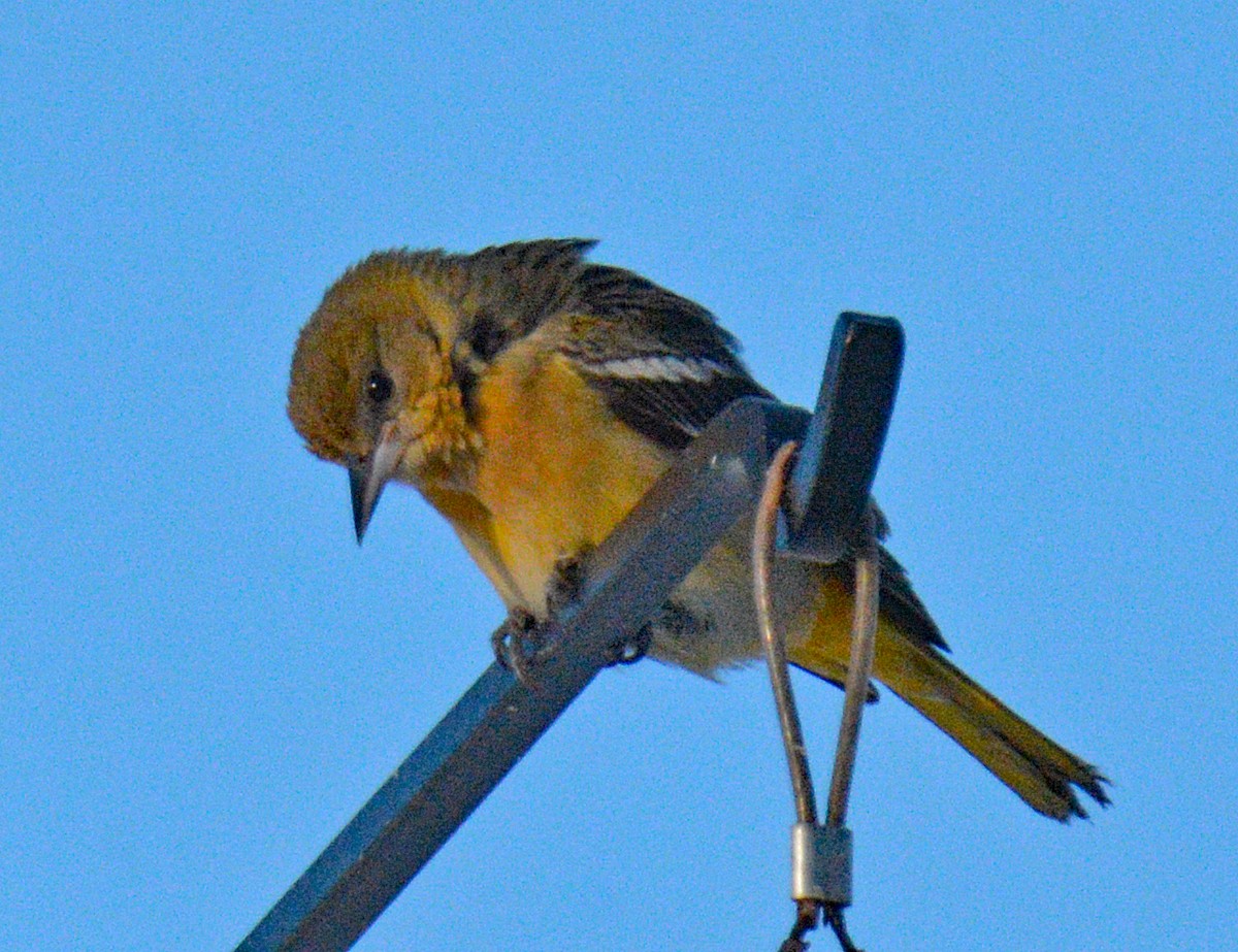 Baltimore Oriole - ML646641791