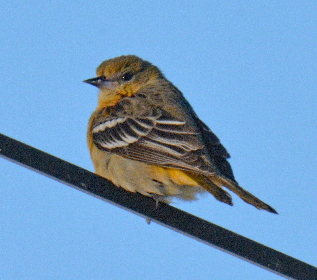 Baltimore Oriole - ML646641792