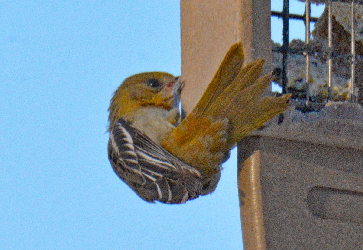 Baltimore Oriole - ML646641793