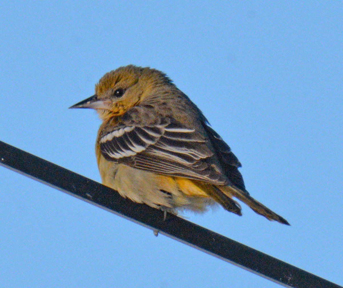 Baltimore Oriole - ML646641794