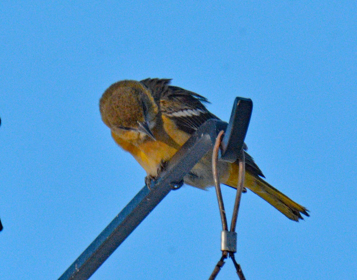 Baltimore Oriole - ML646641795