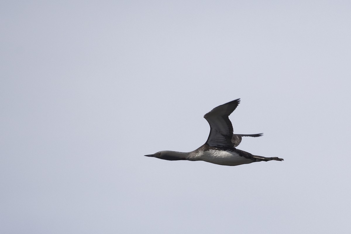 Red-throated Loon - ML646641796