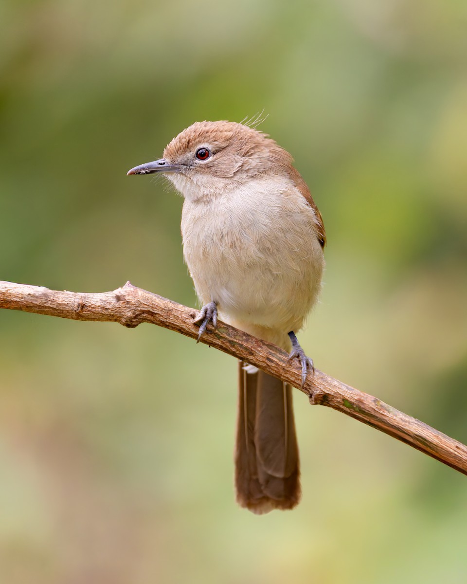 Northern Brownbul - ML646641798