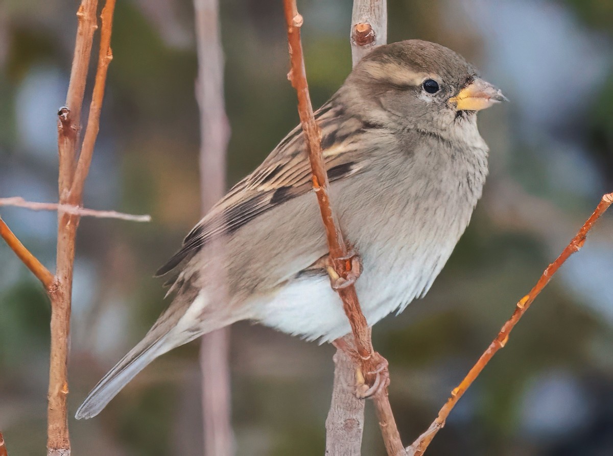 Gorrión Común - ML646641799