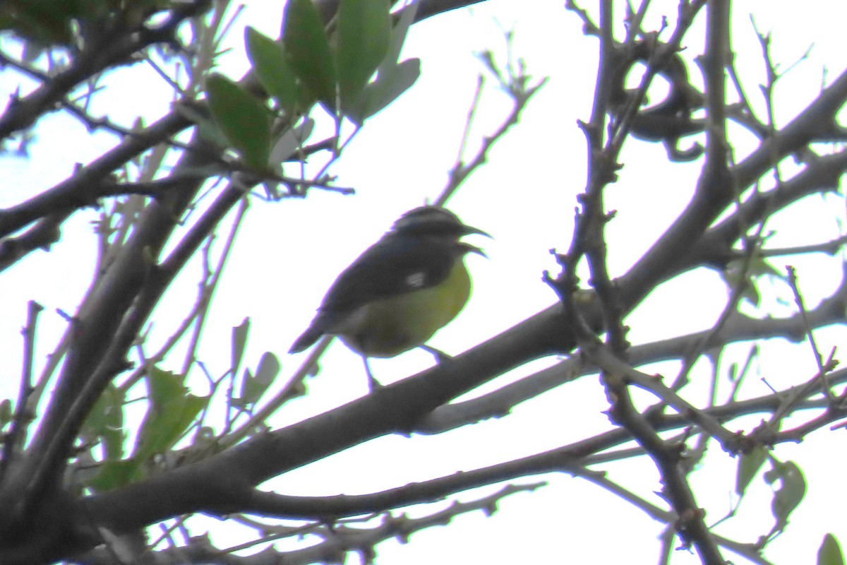 Zuckervogel - ML646641801