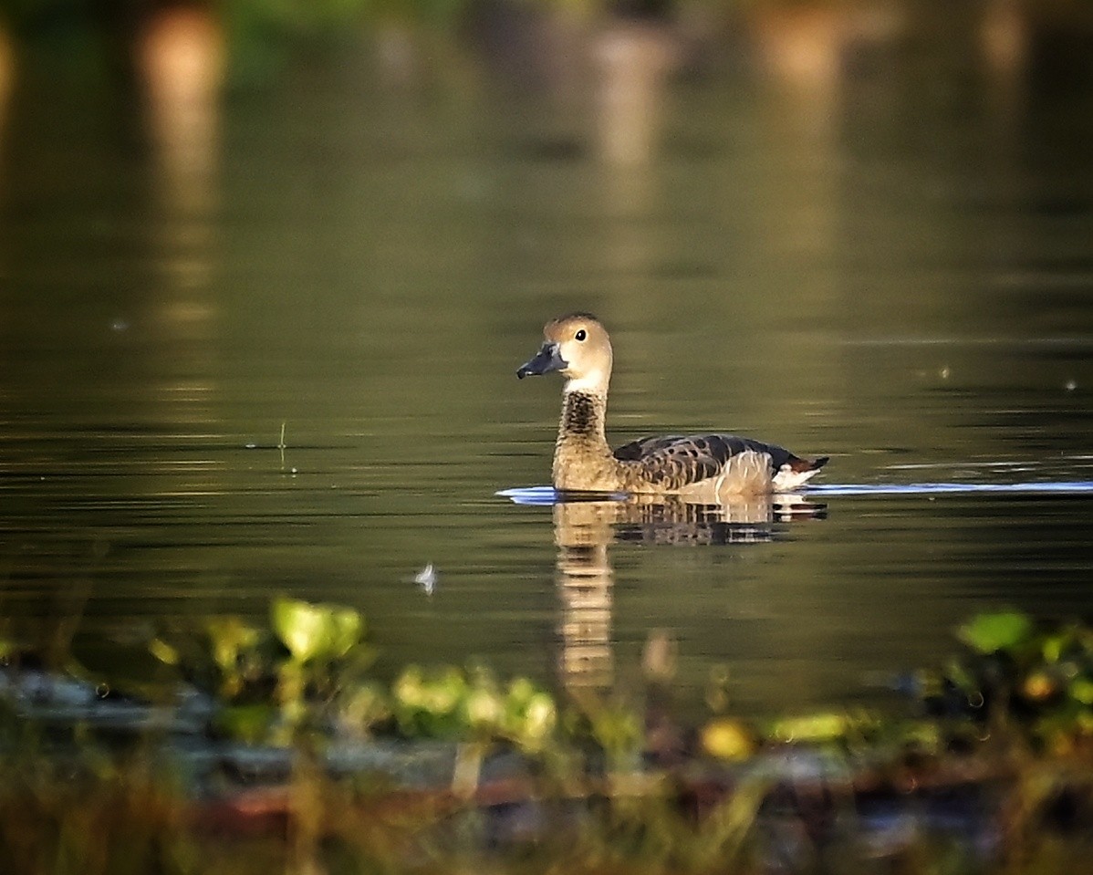 Zuhaitz-ahate javatarra - ML646641802