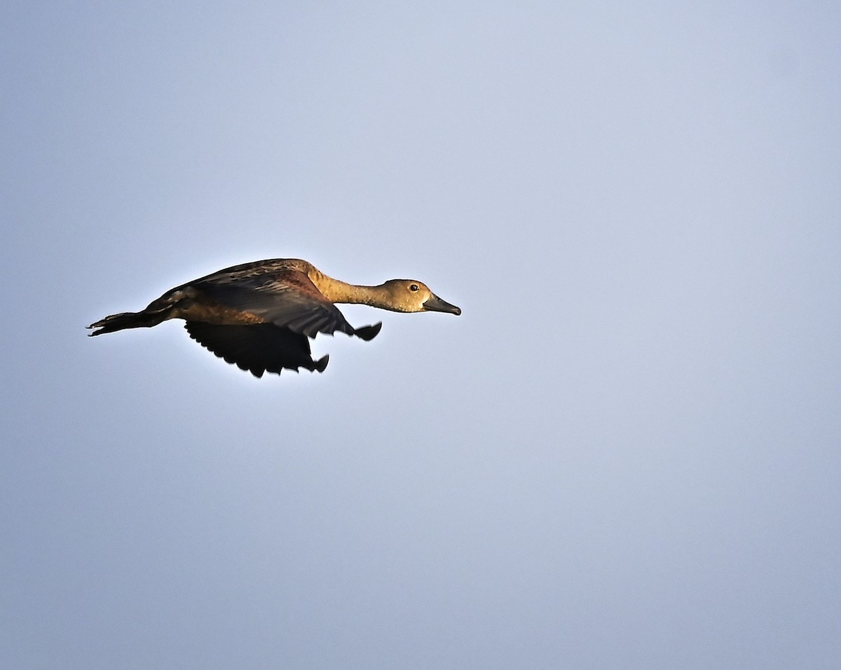 Zuhaitz-ahate javatarra - ML646641803