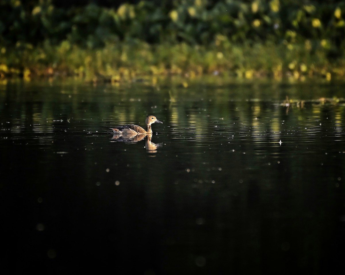 Zuhaitz-ahate javatarra - ML646641804