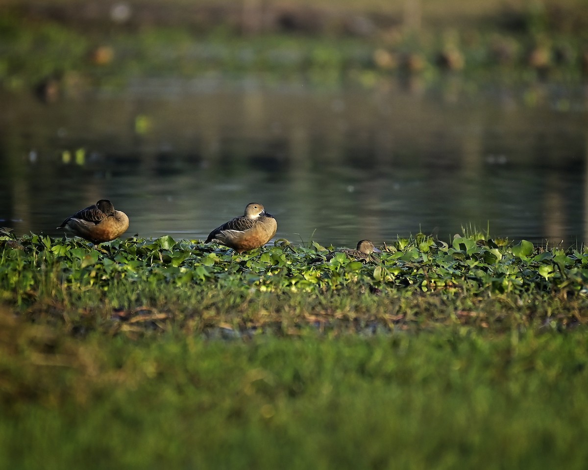 Zuhaitz-ahate javatarra - ML646641805