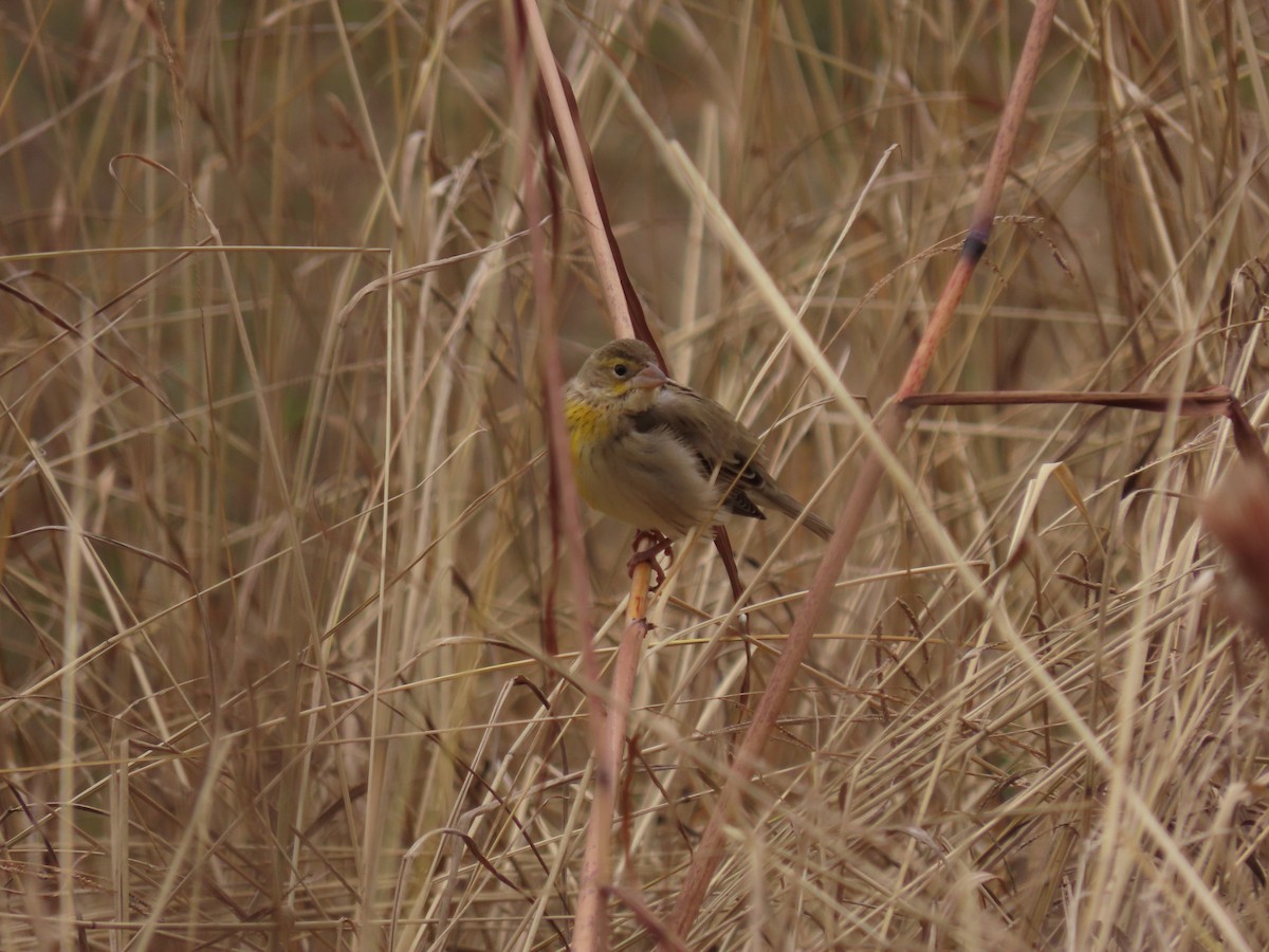 Dickcissel - ML646641806