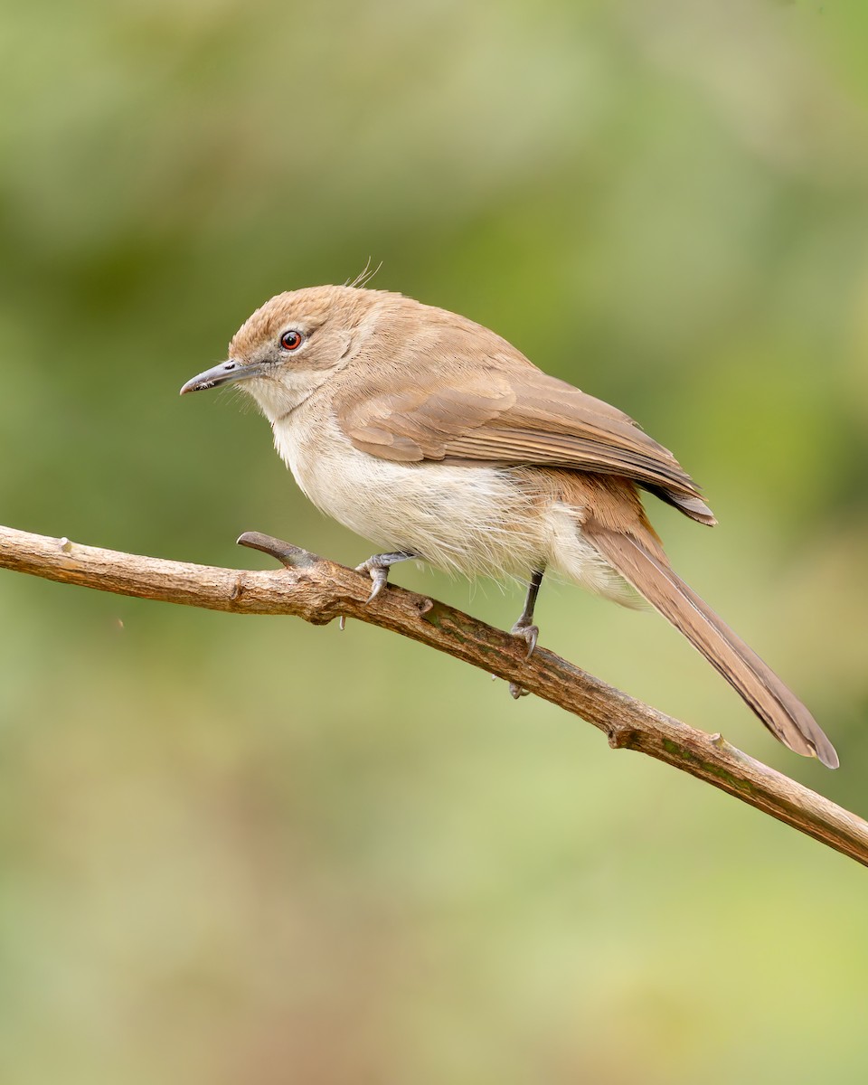 Northern Brownbul - ML646641807