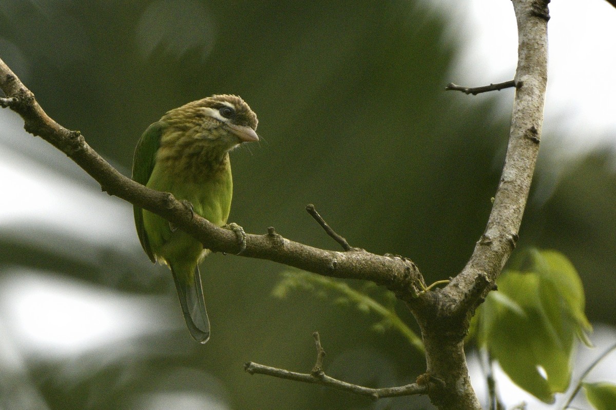 Grünbartvogel - ML646641809