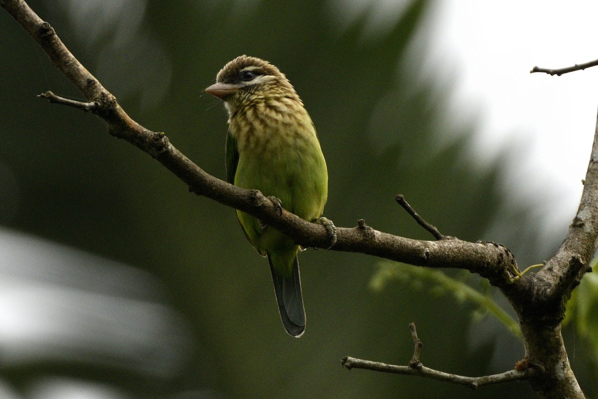 Grünbartvogel - ML646641810