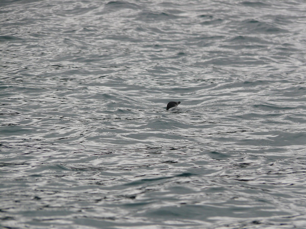 Little Penguin - ML646641815