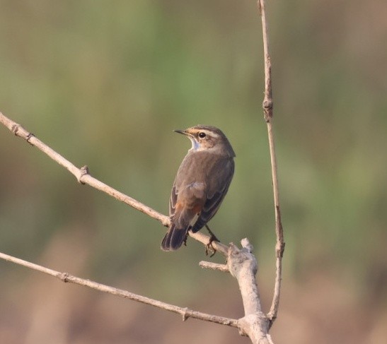 Bluethroat - ML646641816