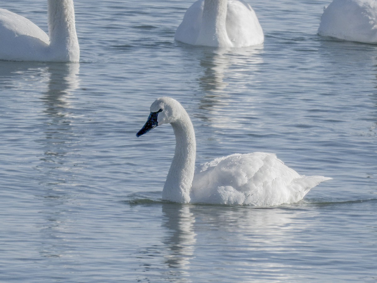 Tundra Swan - ML646641824