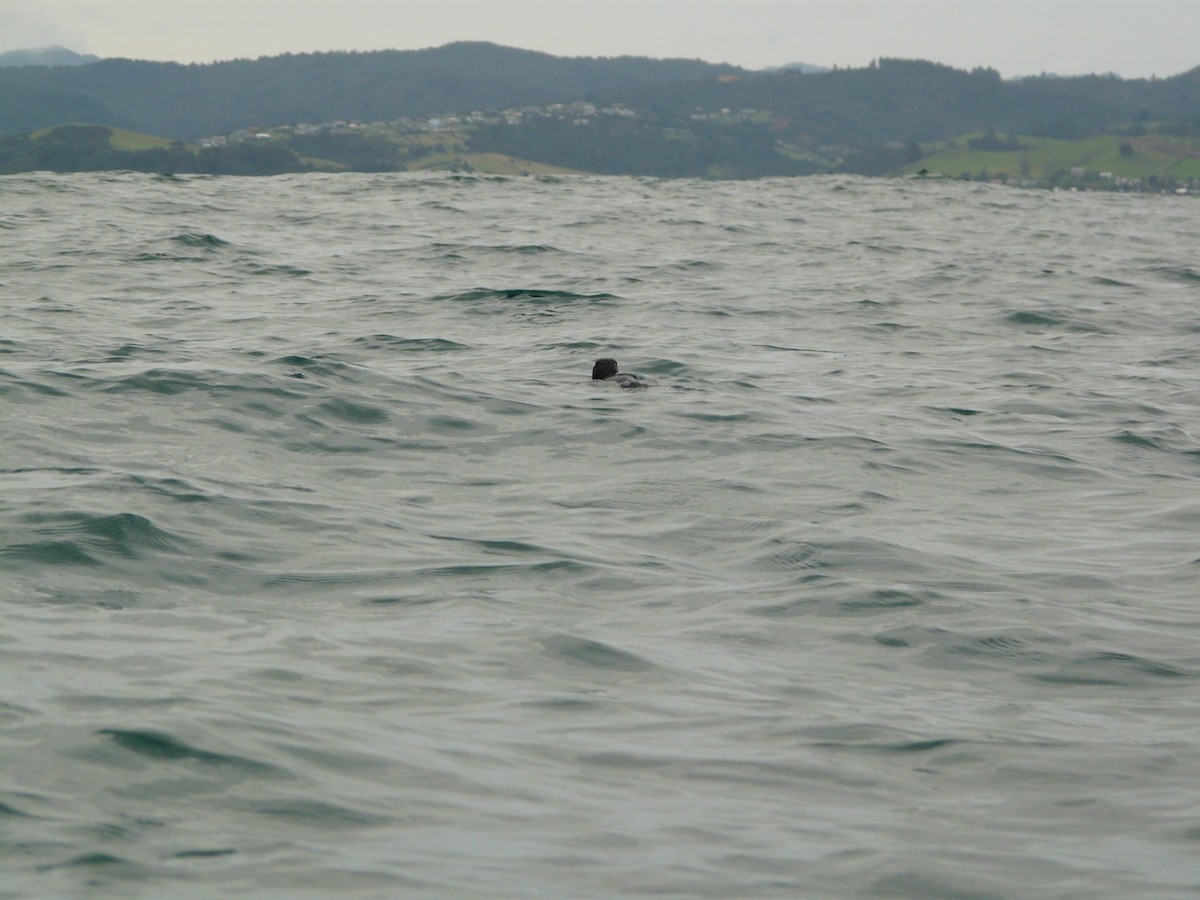 Little Penguin - ML646641825