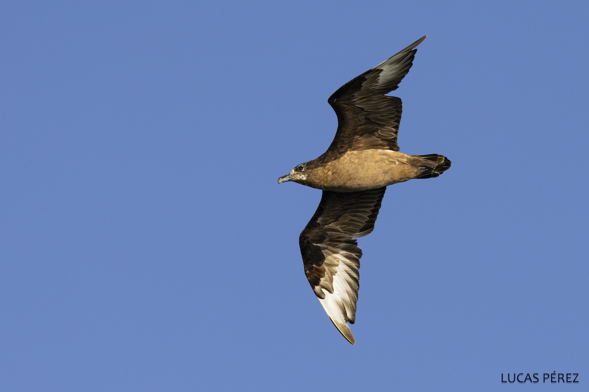 Большой поморник - ML646641827