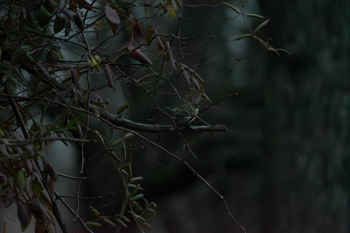 Yellow-rumped Warbler - ML646641836