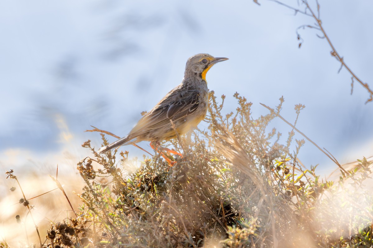 Orange-throated Longclaw - ML646641837