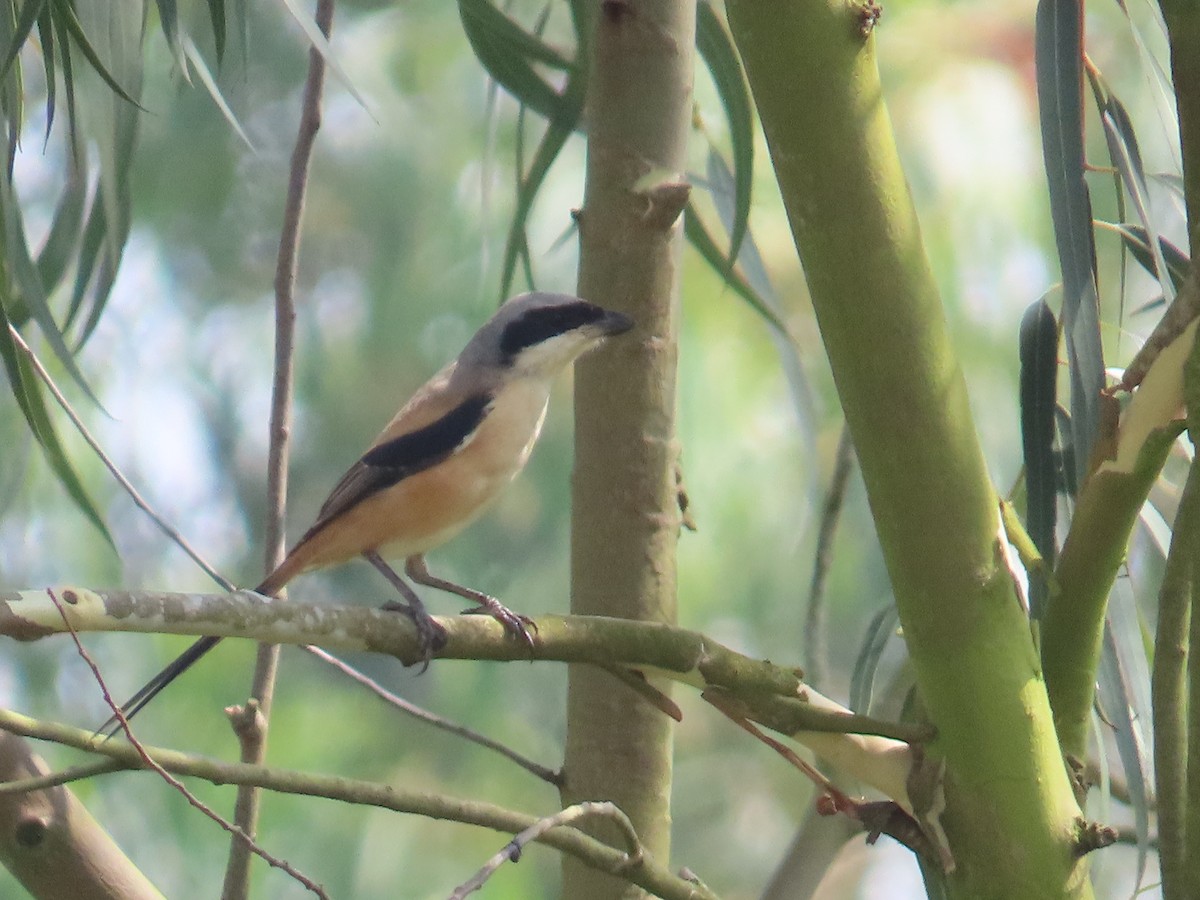 Long-tailed Shrike - ML646641838