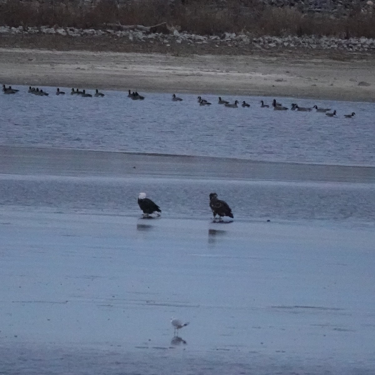 Bald Eagle - ML646641841