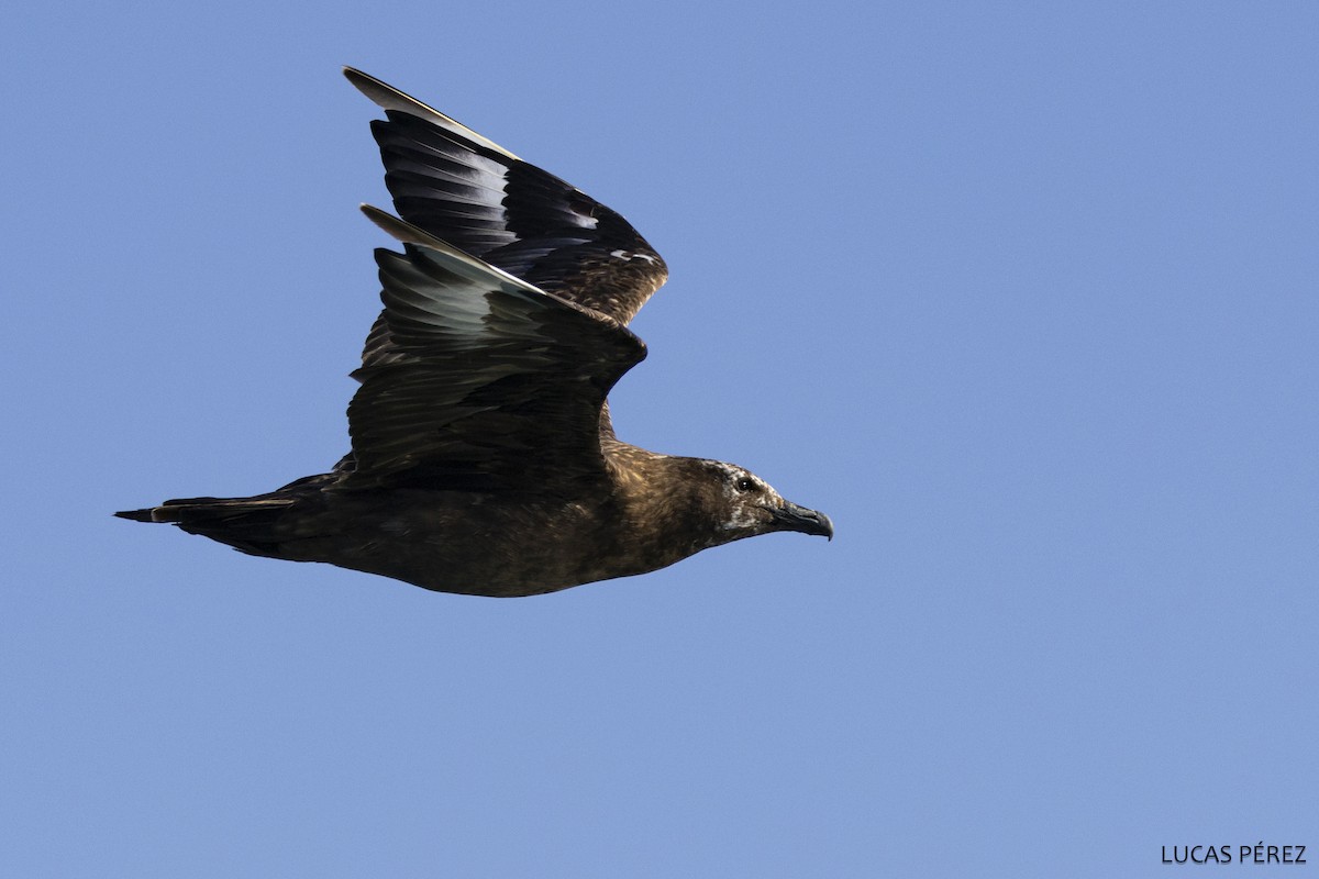 Большой поморник - ML646641843