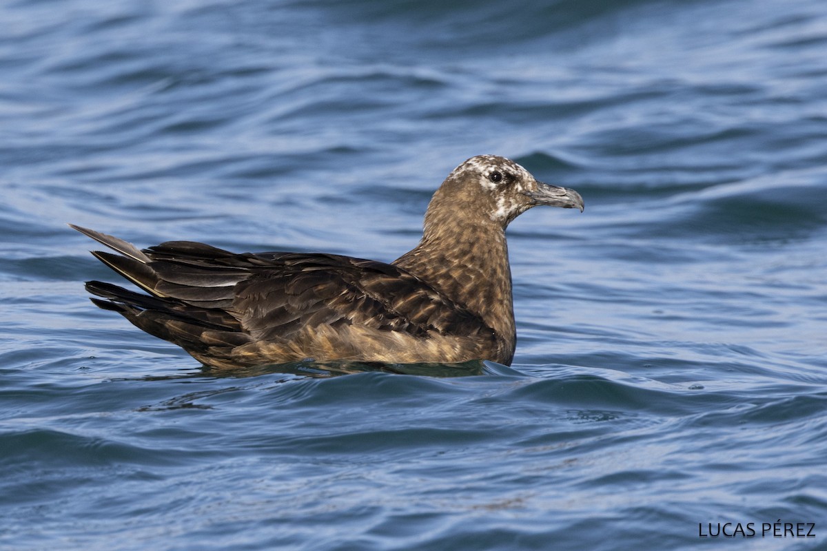 Большой поморник - ML646641844