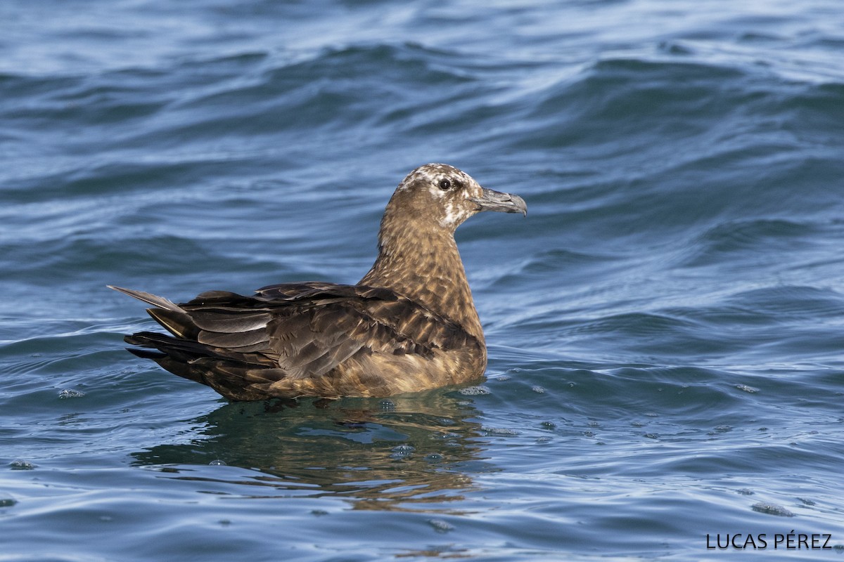 Большой поморник - ML646641845