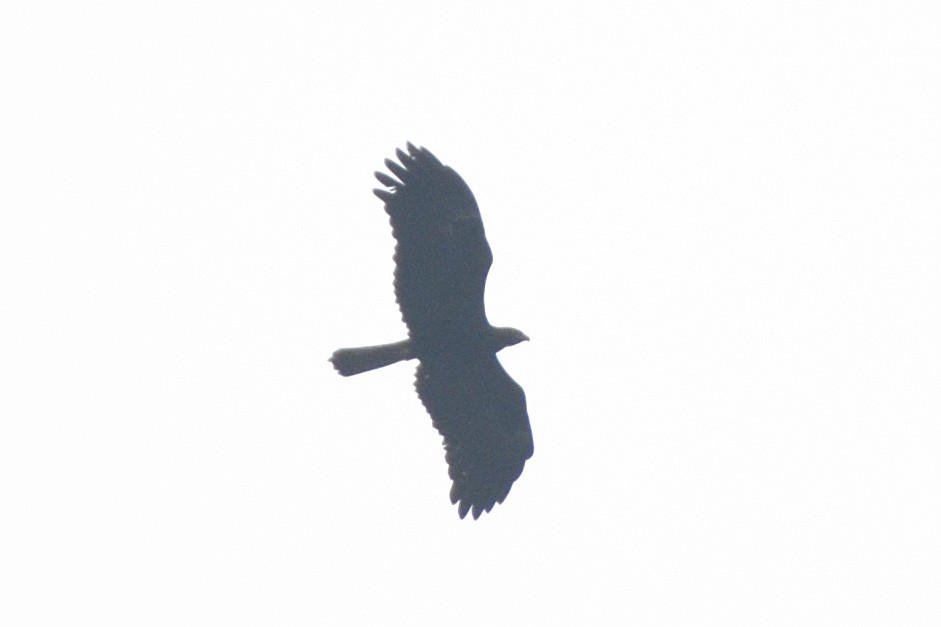 Malaienadler - ML646641846