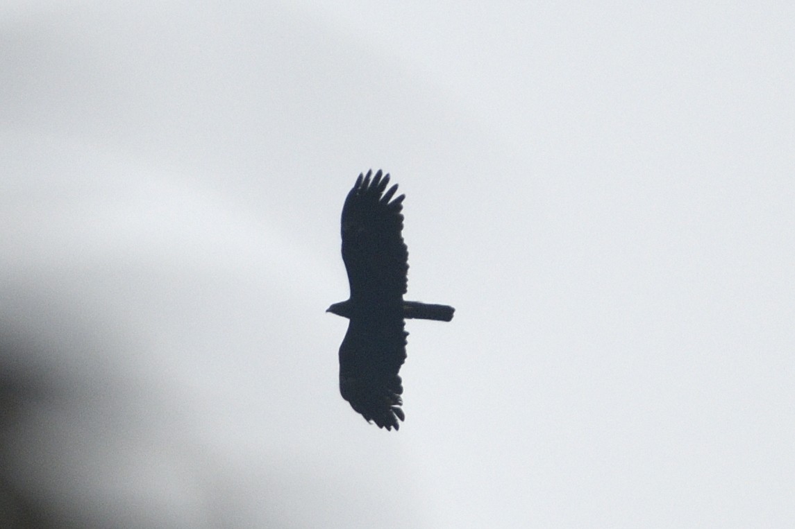 Malaienadler - ML646641849