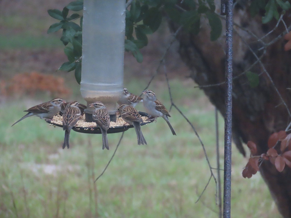 Chipping Sparrow - ML646641852