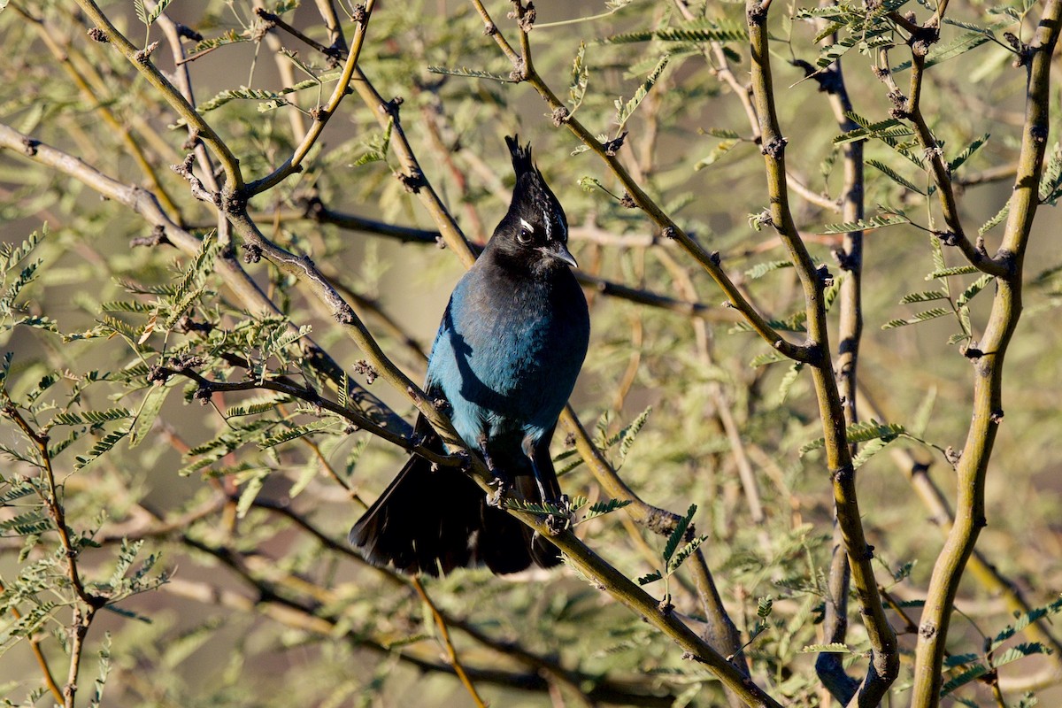 Steller's Jay - ML646641853