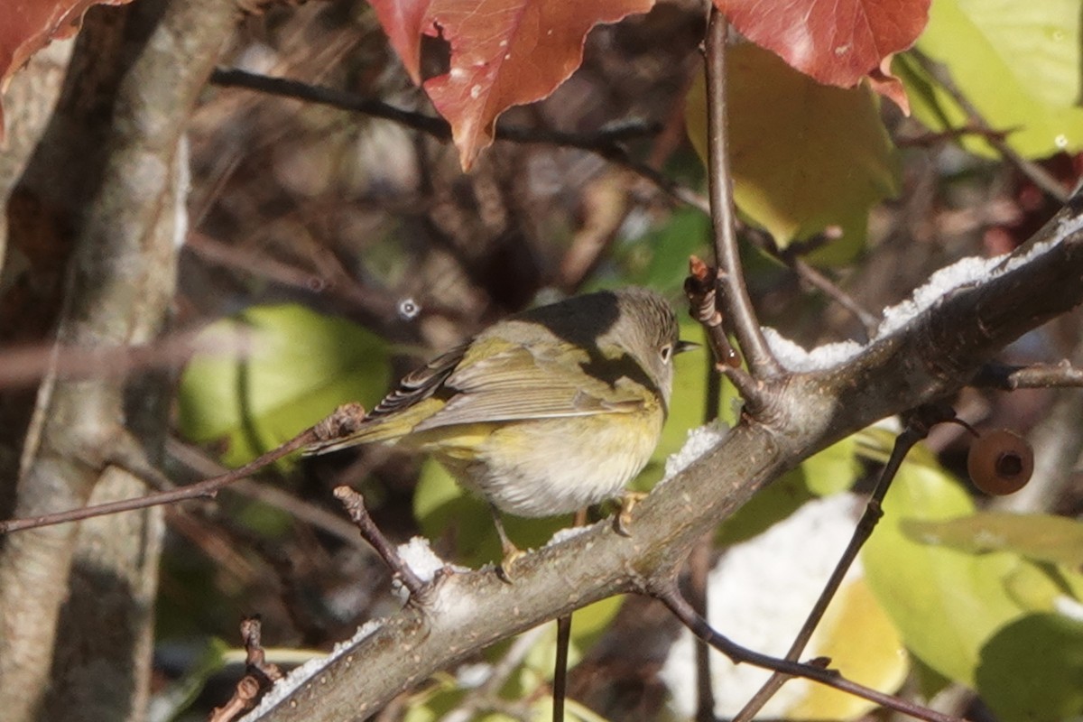 Nashville Warbler - ML646641854