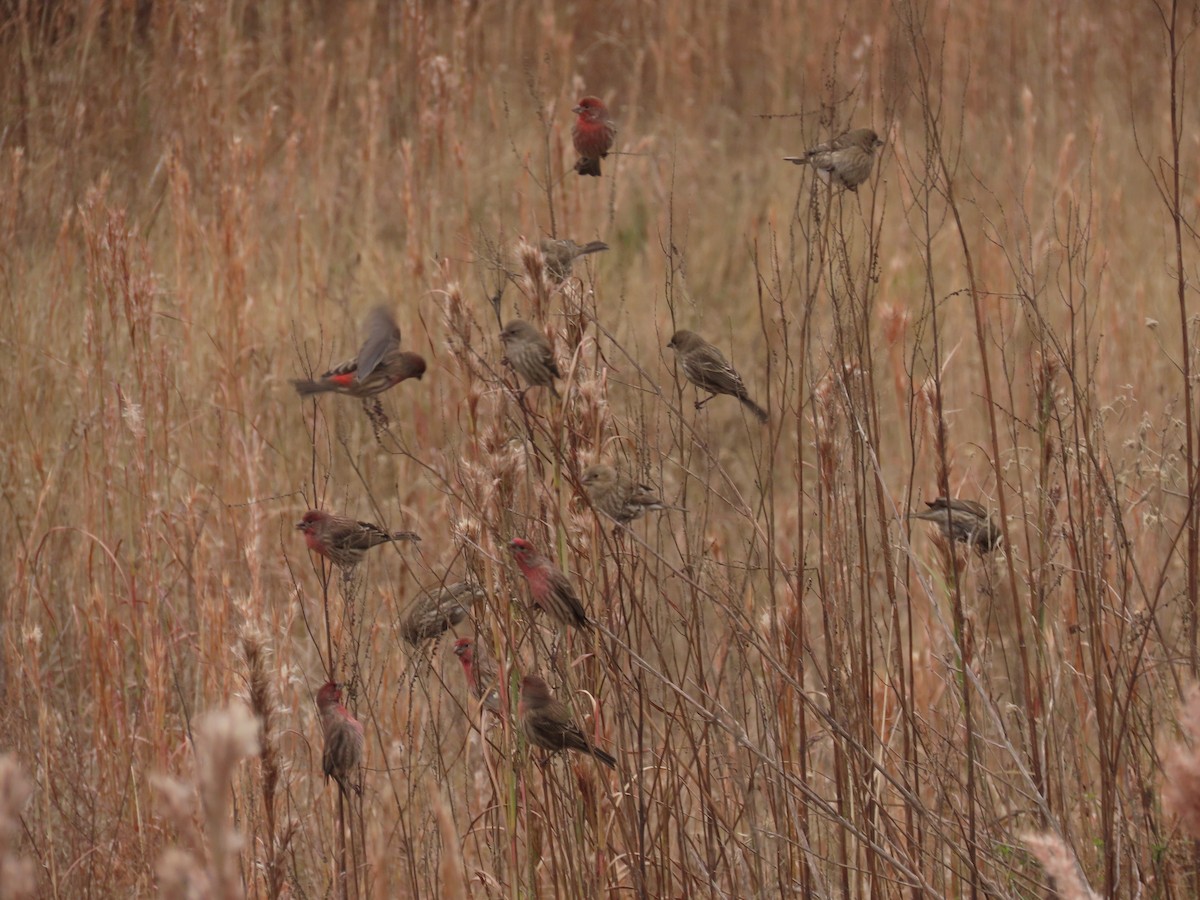 House Finch - ML646641855