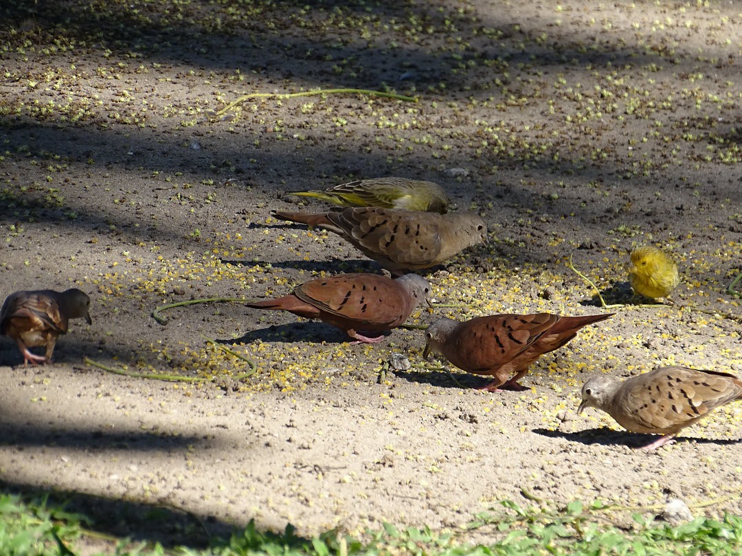 Ruddy Ground Dove - ML646641859