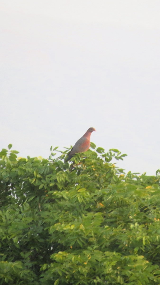 Red-billed Pigeon - ML646641860